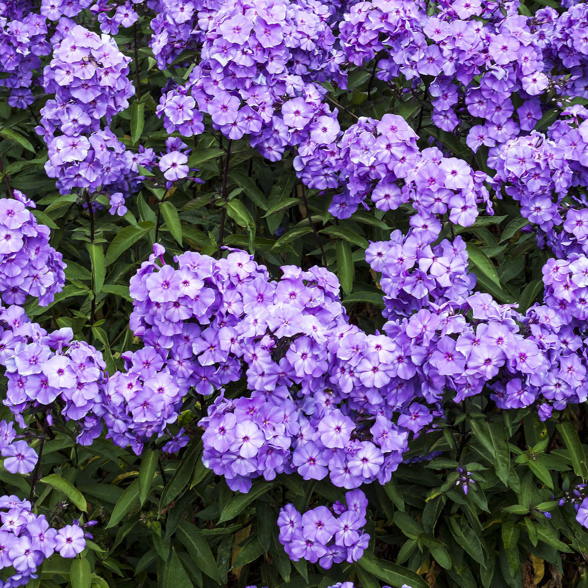 Phlox Roots - Blue Paradise | Spring Flower Bulbs | Eden Brothers