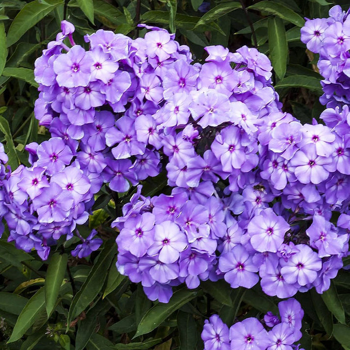 Phlox Roots - Blue Paradise | Spring Flower Bulbs | Eden Brothers