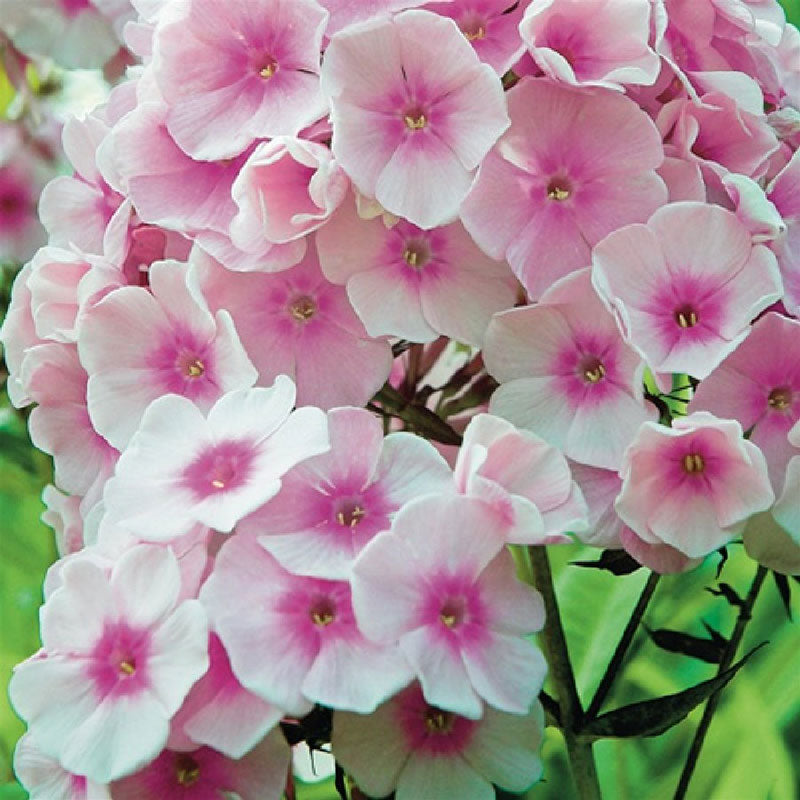 Phlox Roots - Bright Eyes | Spring Flower Bulbs | Eden Brothers