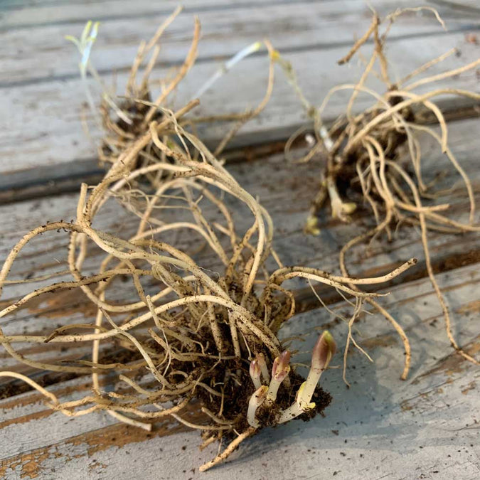 phlox roots