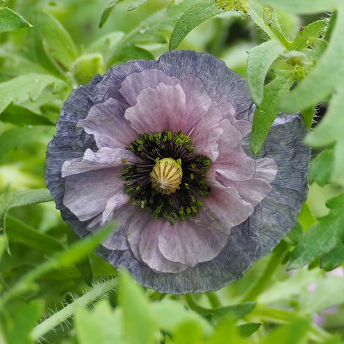 Poppy Seeds - Shirley Amazing Grey | Flower Seeds in Packets & Bulk ...