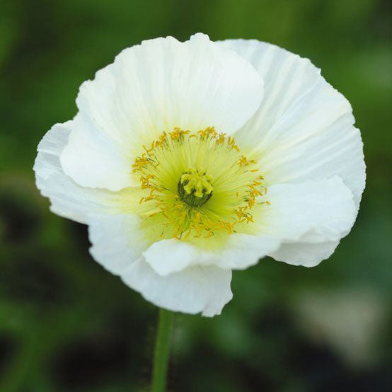 Iceland Poppy Seeds - Champagne Bubbles White | Flower Seeds in Packets ...