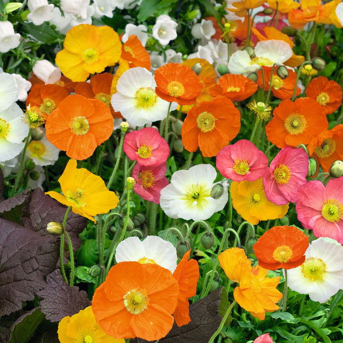 iceland poppy 