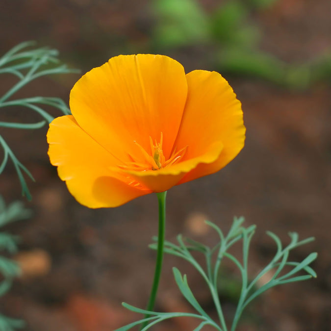 Orange Poppy