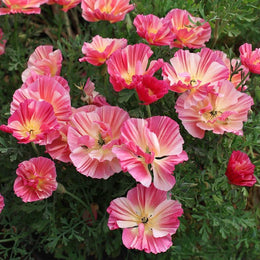 California Poppy Seeds - Thai Silk Rose | Flower Seeds in Packets ...