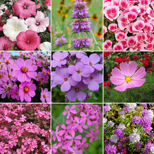 Color-Themed Flower Varieties | 24 Varieties | Eden Brothers