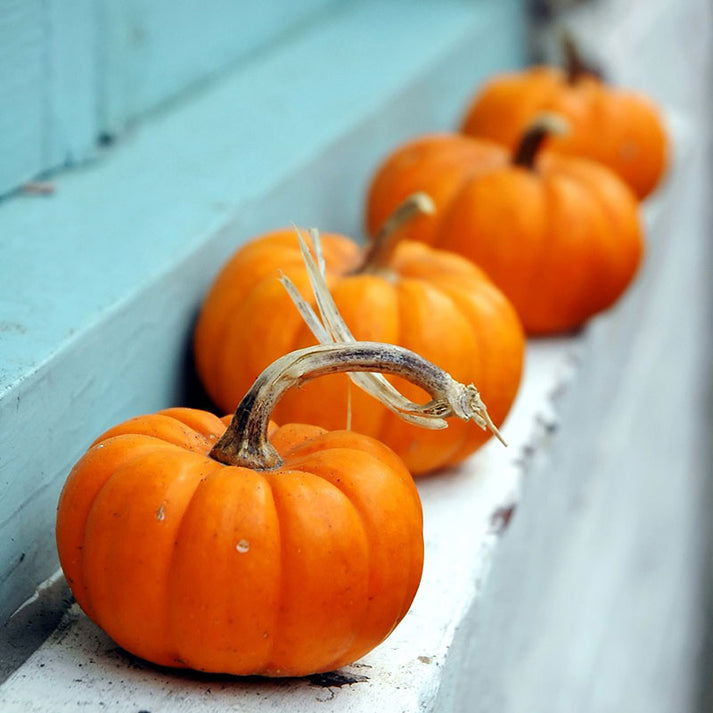 Pumpkin Seeds - Jack Be Little | Vegetable Seeds in Packets & Bulk ...