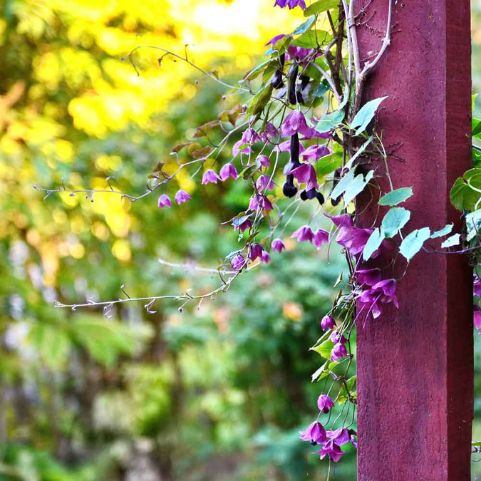 purple bell vine