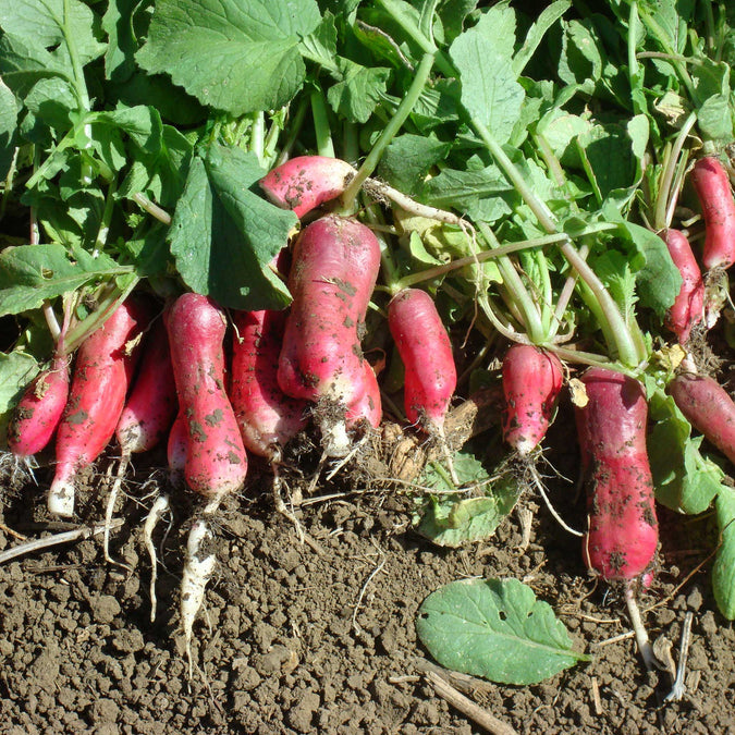 organic radish french breakfast