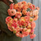 Ranunculus Bulbs - Amandine Salmon | Flower Bulbs | Eden Brothers