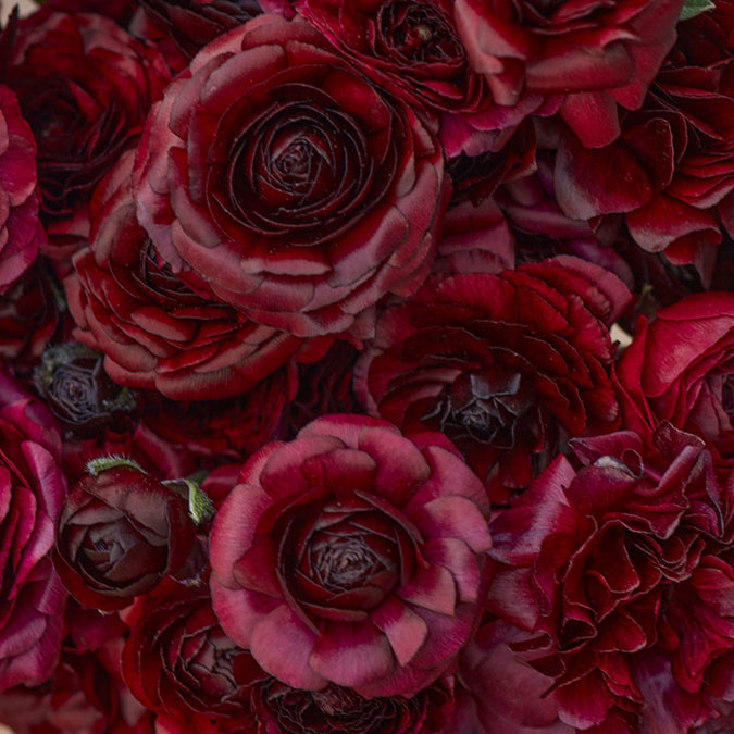 ranunculus black