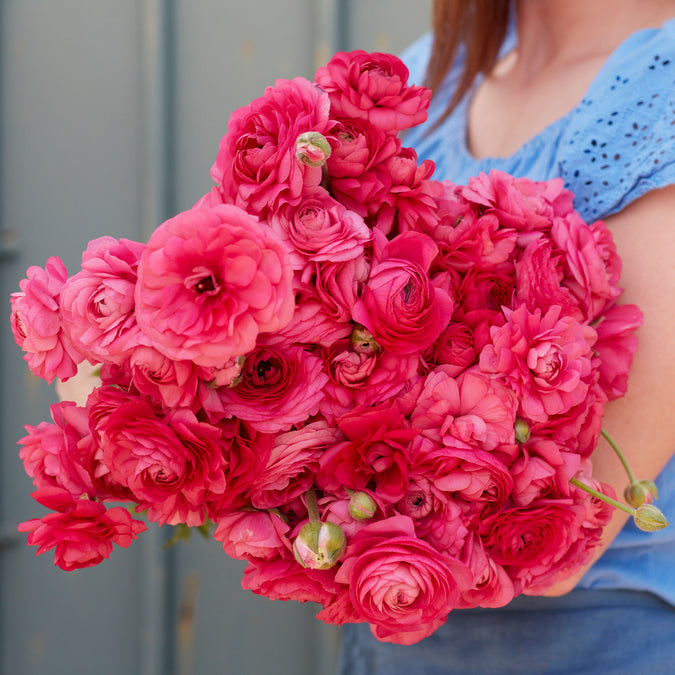 ranunculus bonbon