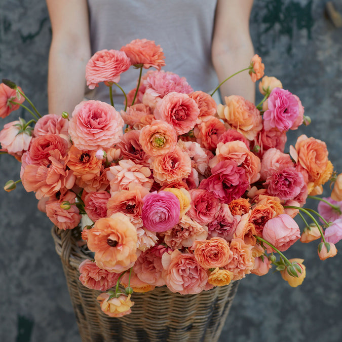 ranunculus champagne