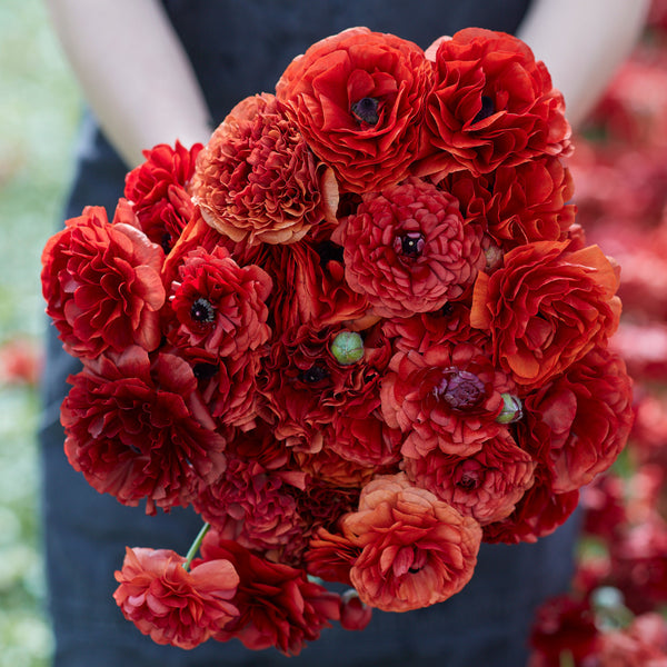 Ranunculus Bulbs - Chocolate | Flower Bulbs | Eden Brothers