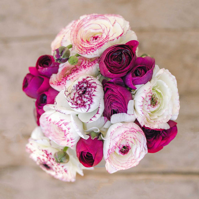 ranunculus purple white picotee mix