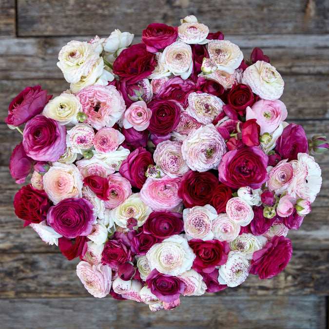 ranunculus purple white picotee mix