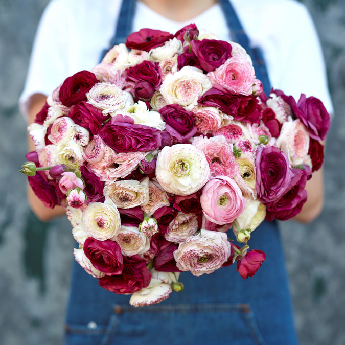 ranunculus purple white picotee mix