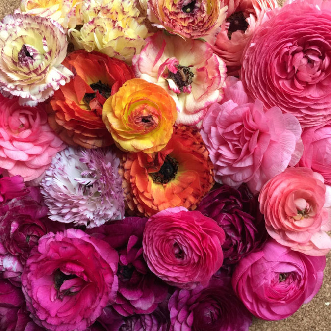 ranunculus happy mix