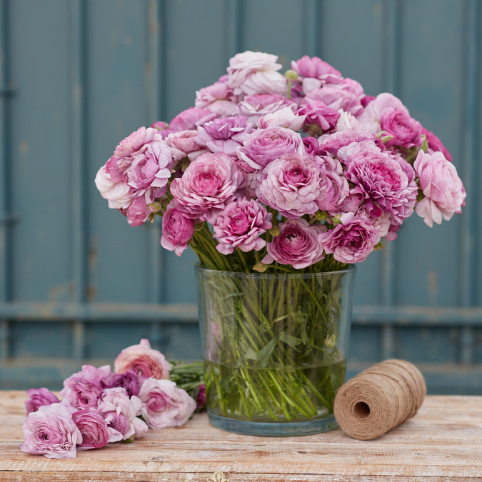 ranunculus purple jean