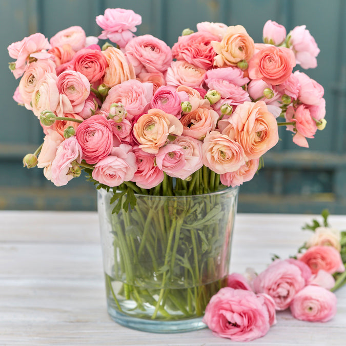 ranunculus romantic mix