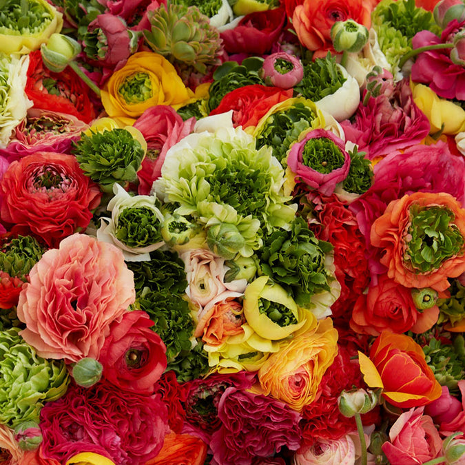 ranunculus super green mix