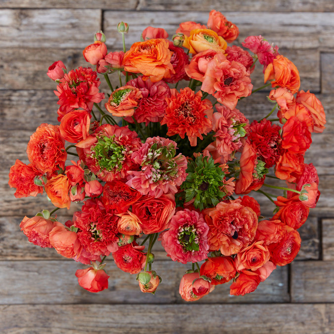 ranunculus super green orange