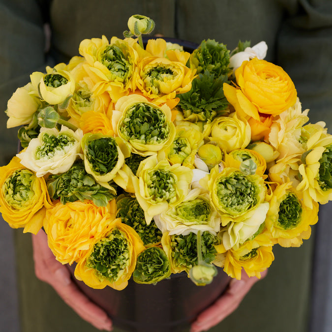 ranunculus super green yellow