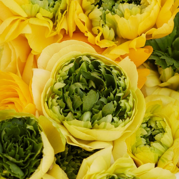 ranunculus super green yellow