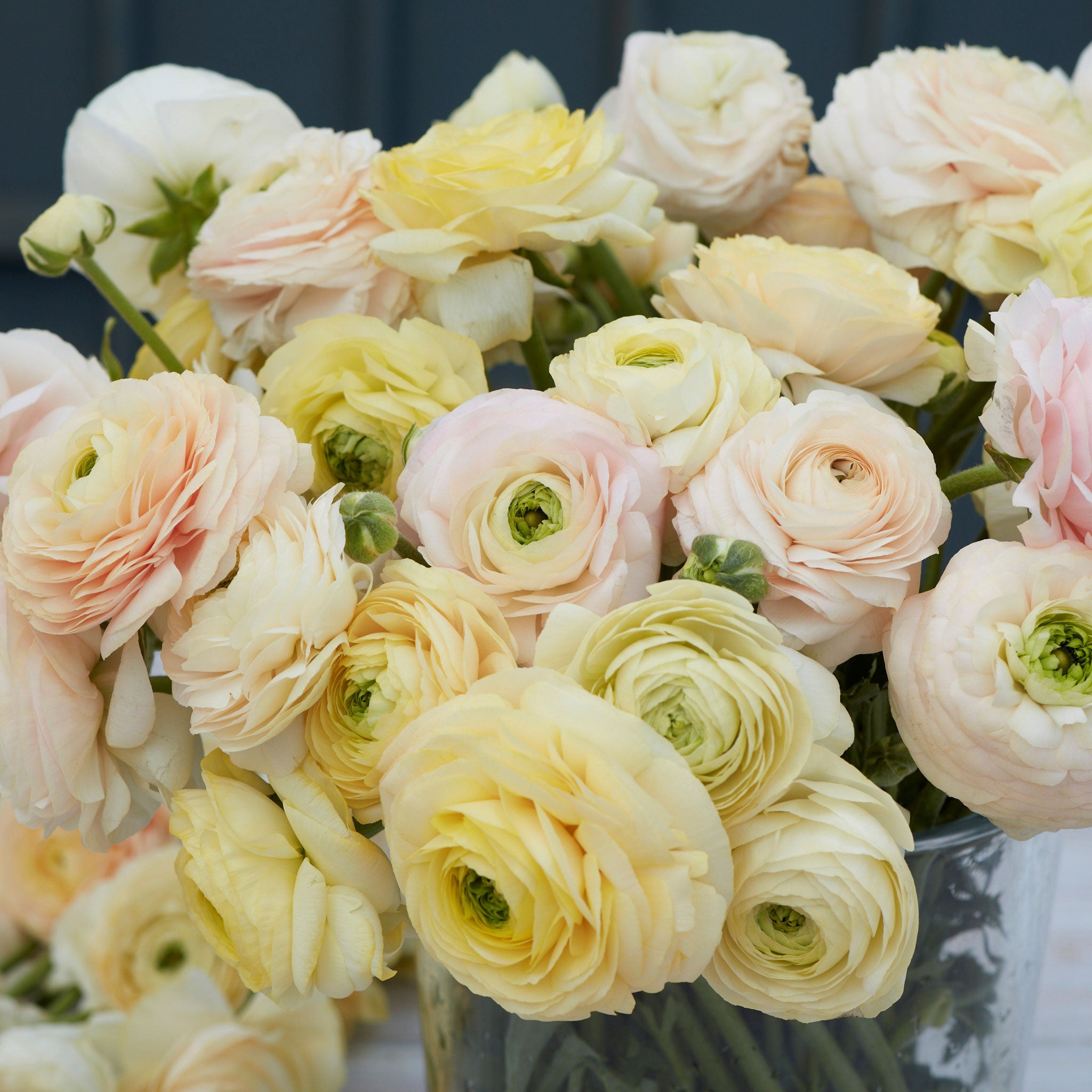 Ranunculus Bulbs - Wedding Pastel | Flower Bulbs | Eden Brothers