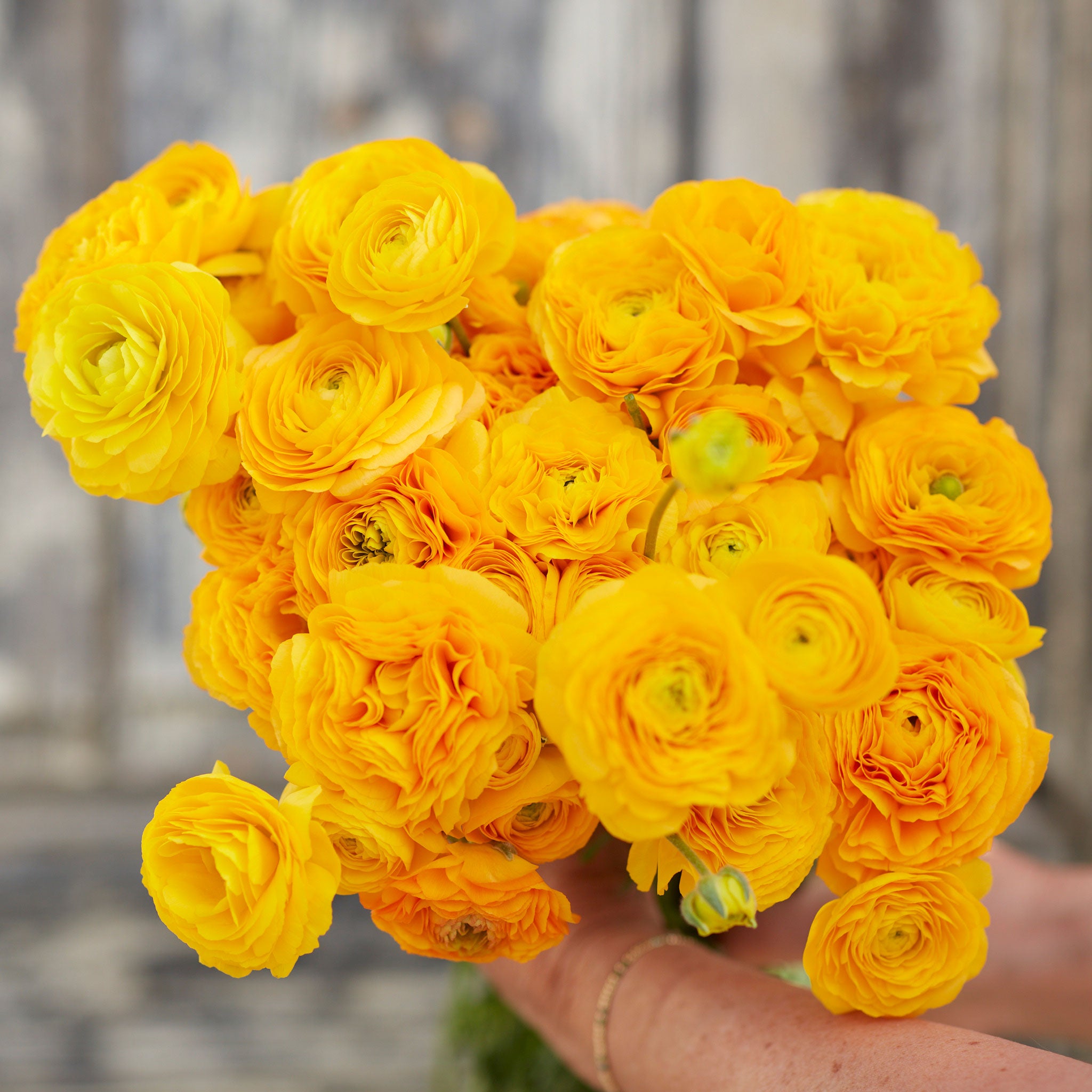 Ranunculus Bulbs - Yellow | Flower Bulbs | Eden Brothers