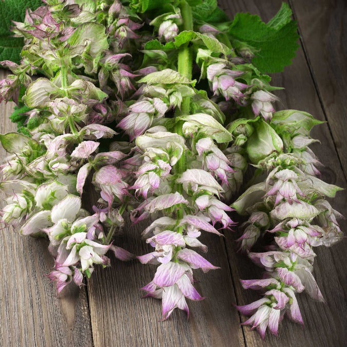 bluish white clary sage 