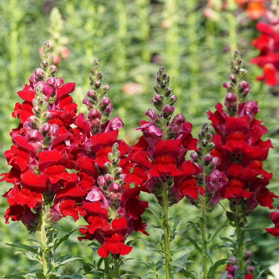 Snapdragon Seeds - Defiance | Flower Seeds in Packets & Bulk | Eden ...