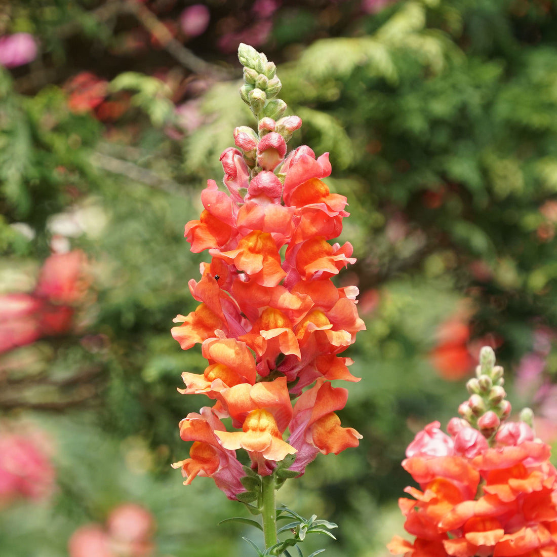 Snapdragon Seeds - Orange Wonder | Flower Seeds in Packets & Bulk ...