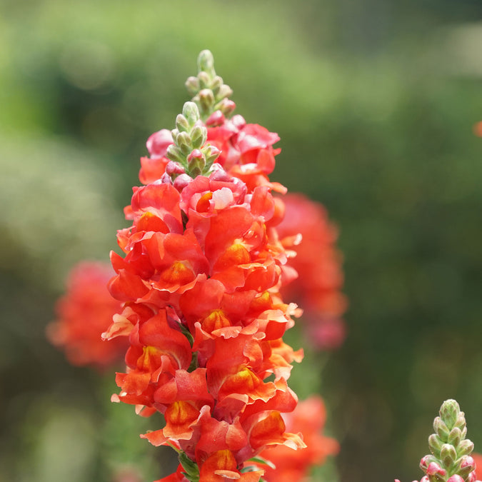 orange wonder snapdragon 