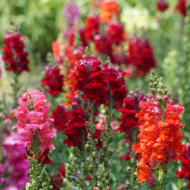 Snapdragon Seeds | Shop 30 Varieties | Eden Brothers