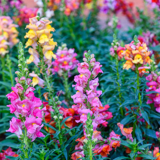 Snapdragon Seeds - Tetra Mix | Flower Seeds in Packets & Bulk | Eden ...