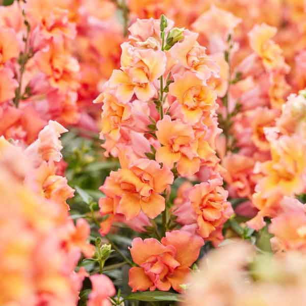 snapdragon twinny bronze shades