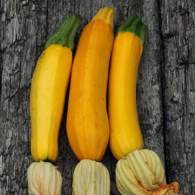 golden zucchini squash