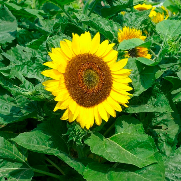 Sunflower Seeds (Dwarf) - Yellow Pygmy - Ounce, Eden Brothers