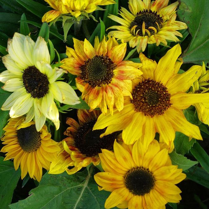 distino dwarf sunflower 