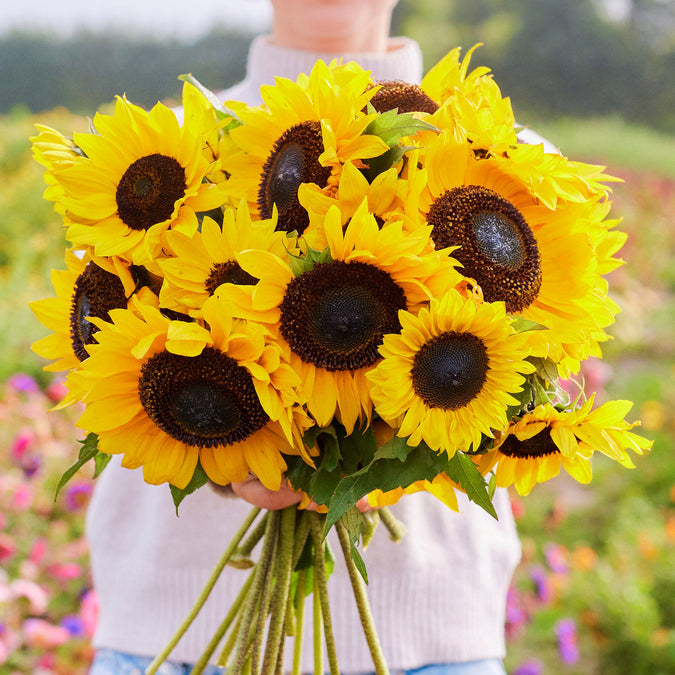 domino sunflower