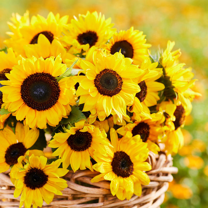 domino sunflower