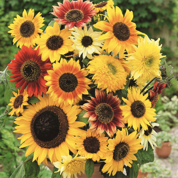 Here Comes The Sun - Sunflower Mix | Flower Seeds | Eden Brothers
