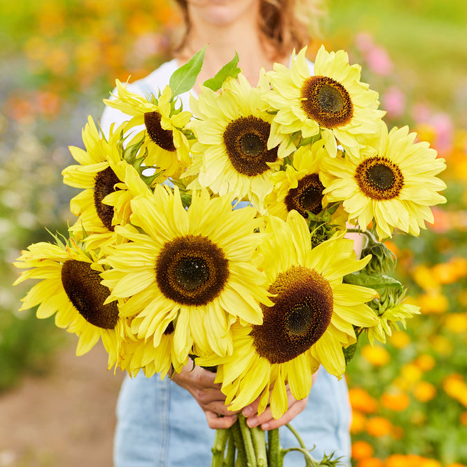 sunflower lemon queen 