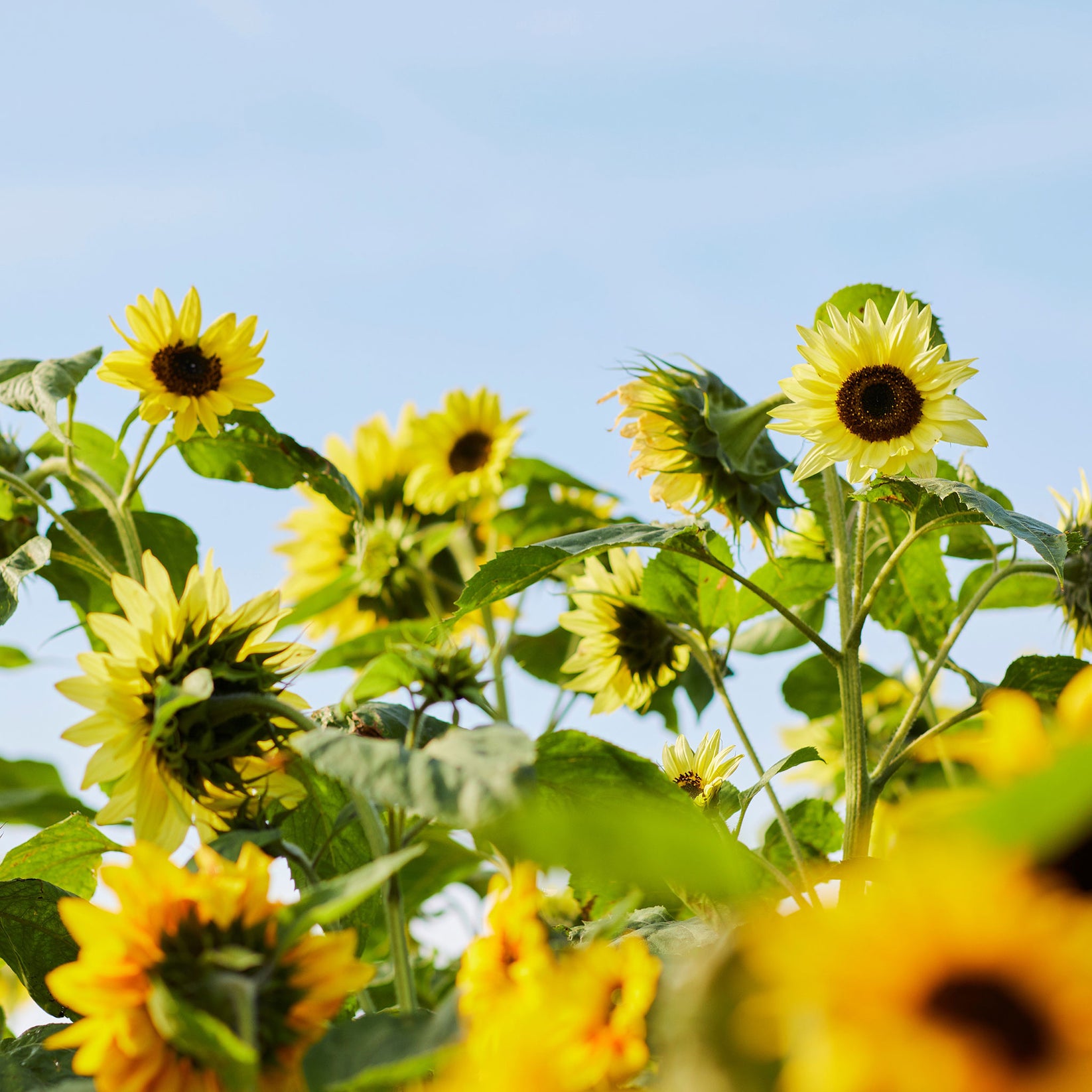 Sunflower Seeds - Lemon Queen | Flower Seeds in Packets & Bulk | Eden ...