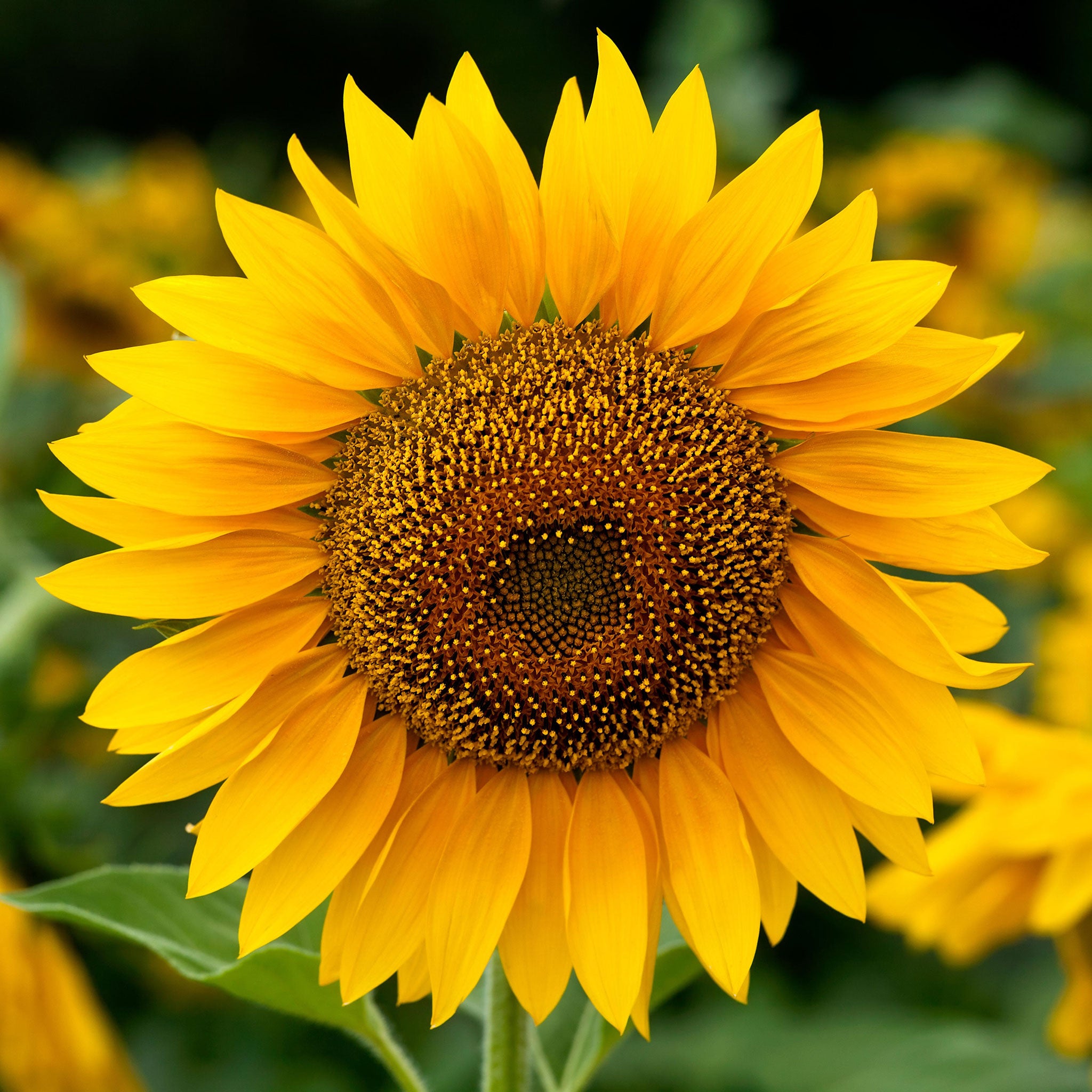 Sunflower flower on sale