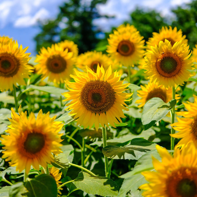 sunflower mammoth