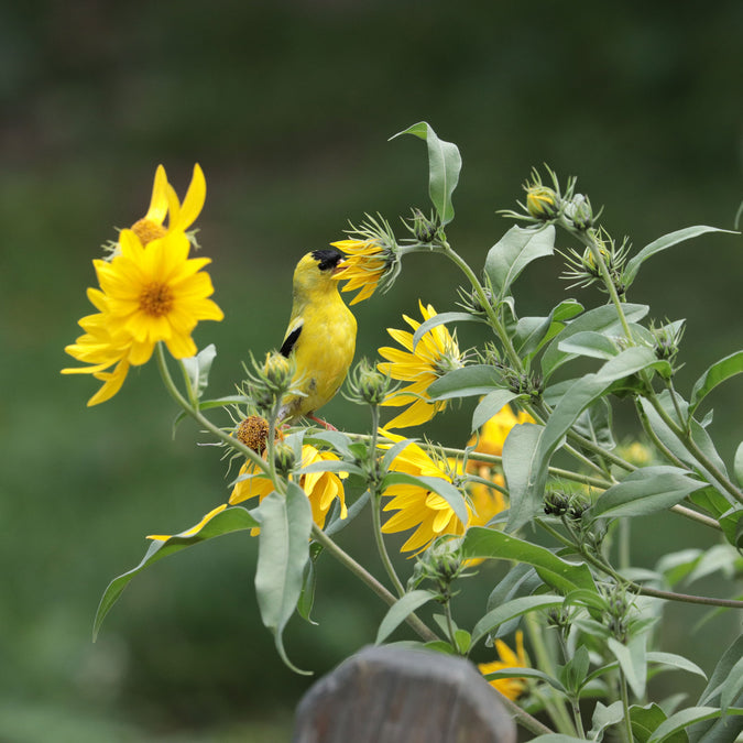 maximilian sunflower 