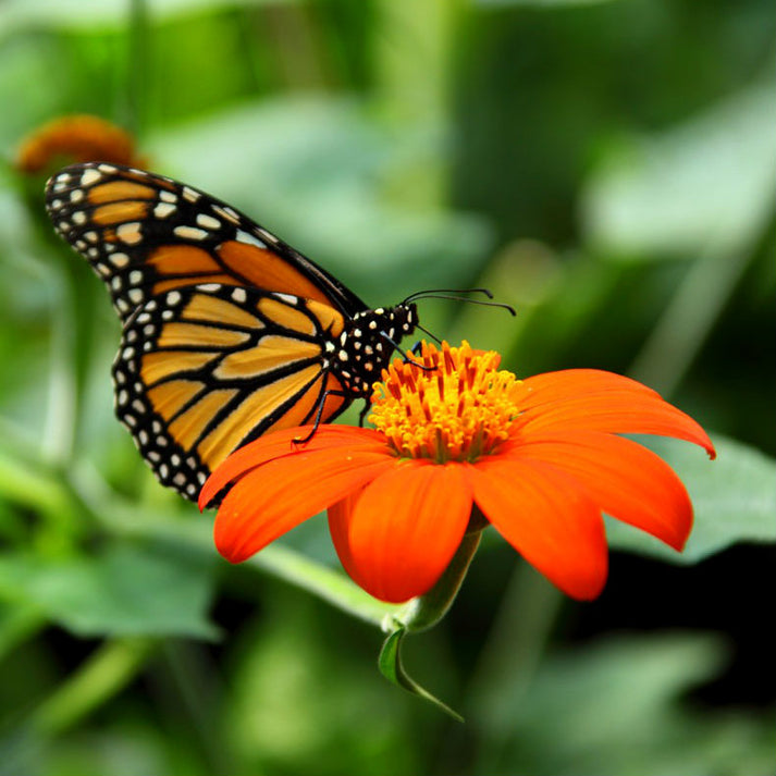 Mexican Sunflower Seeds - Torch | Flower Seeds in Packets & Bulk | Eden ...