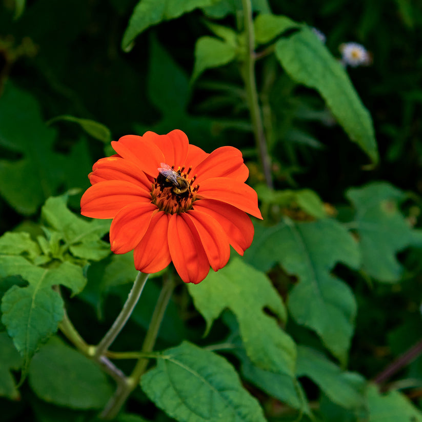 Mexican Sunflower Seeds - Torch | Flower Seeds in Packets & Bulk | Eden ...